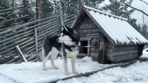 хаски