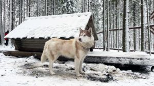 хаски в Талви Укко
