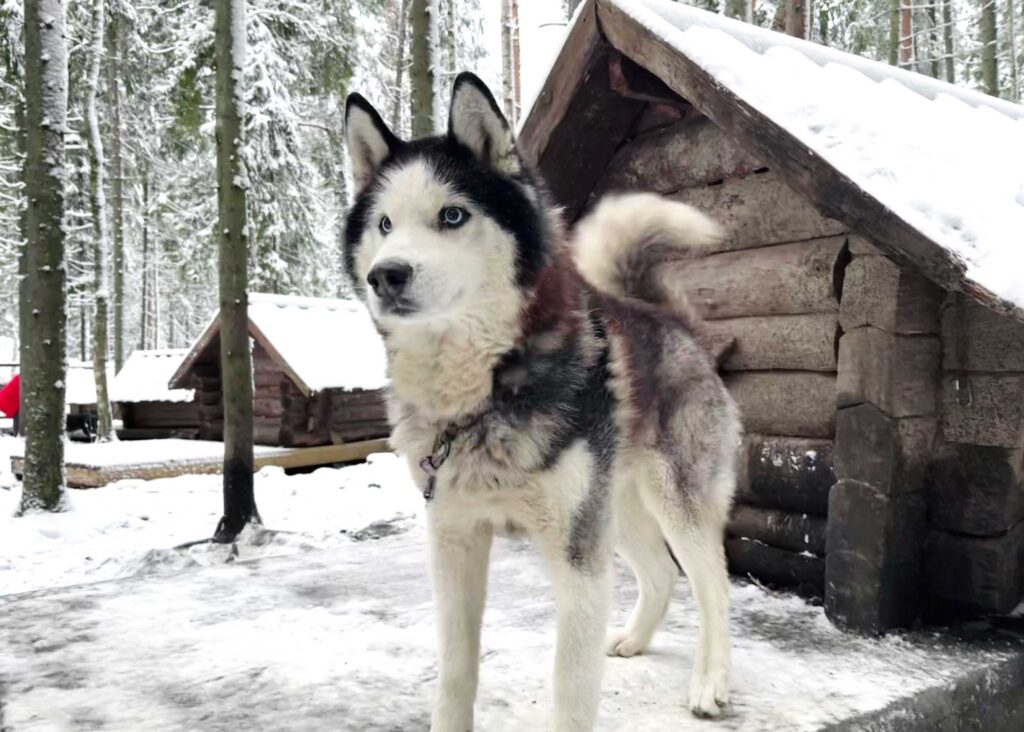 В гостях у хаски