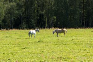 Две лошади на солнечном поле