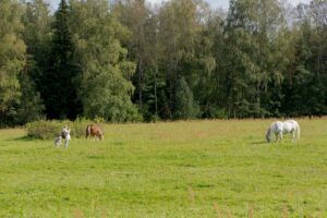 Семейная прогулка среди лошадей в Пушкинских Горах