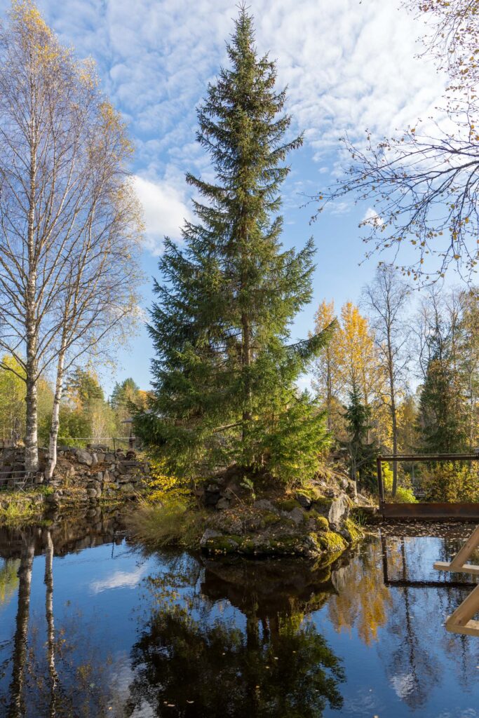 Ель на островке, водопад Метсямикли, осень в Карелии