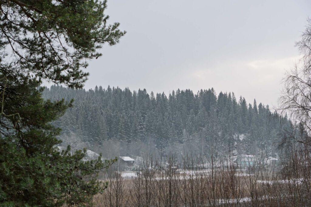 Хвойный лес рядом с горой Паасо