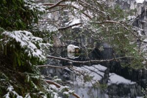 Камень в воде каньона Рускеала сквозь ветви