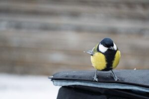 Синица на сумке у входа в Рускеалу