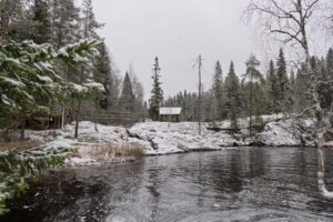 Вид на зимний лес у Ахвенкоски