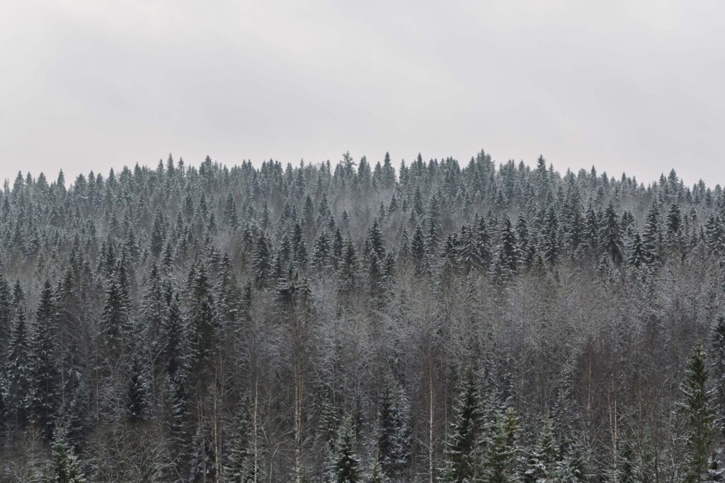 Зимний хвойный лес в Карелии