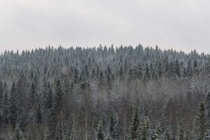 Зимний хвойный лес в Карелии