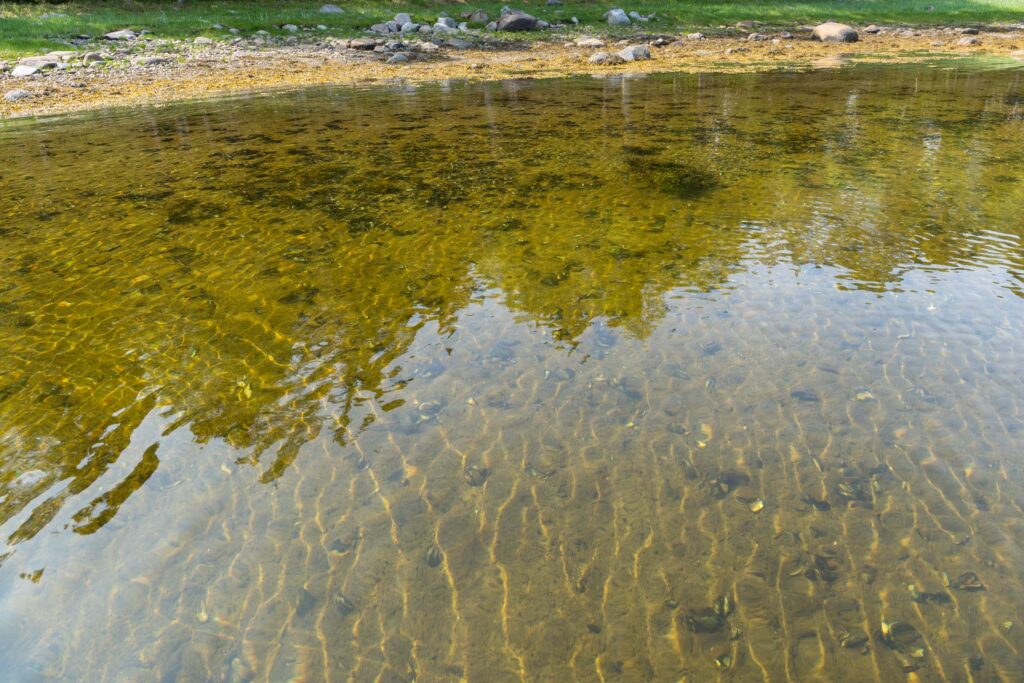 Прозрачная вода Долгой Губы